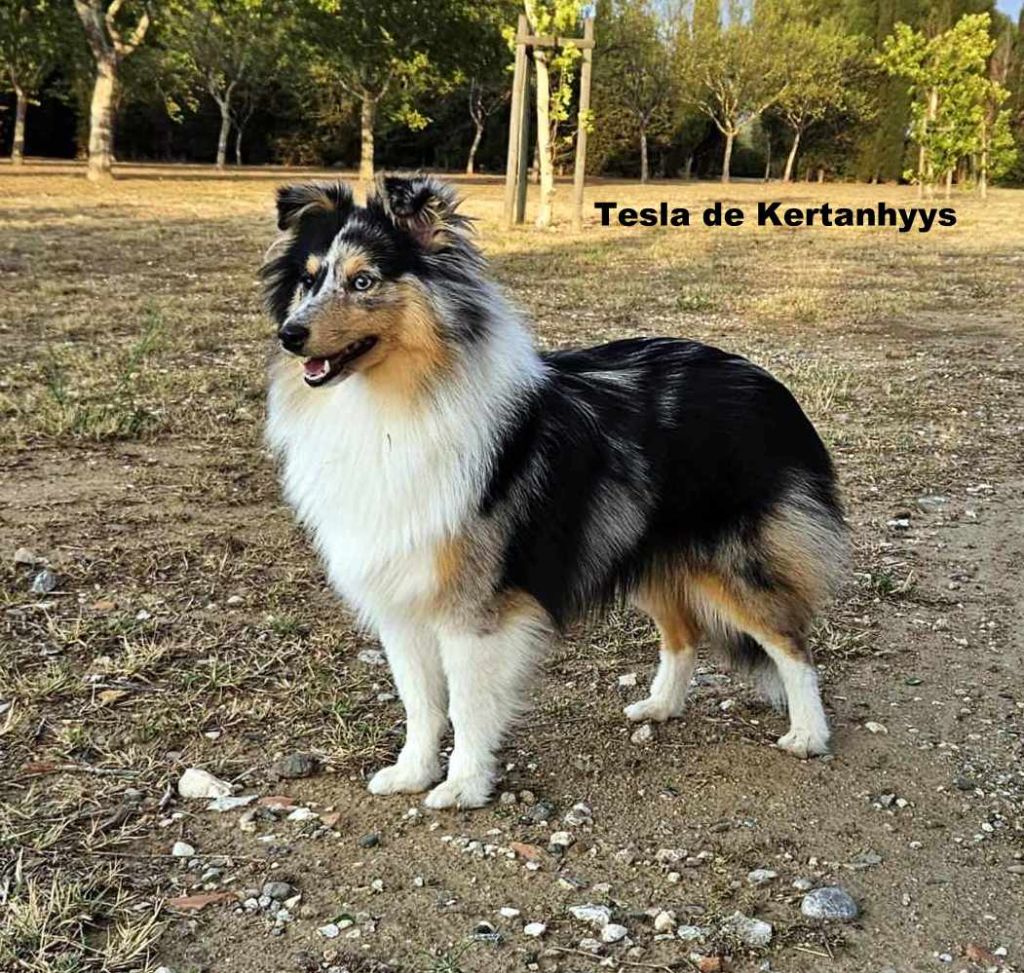 Tesla de Kertanhyys