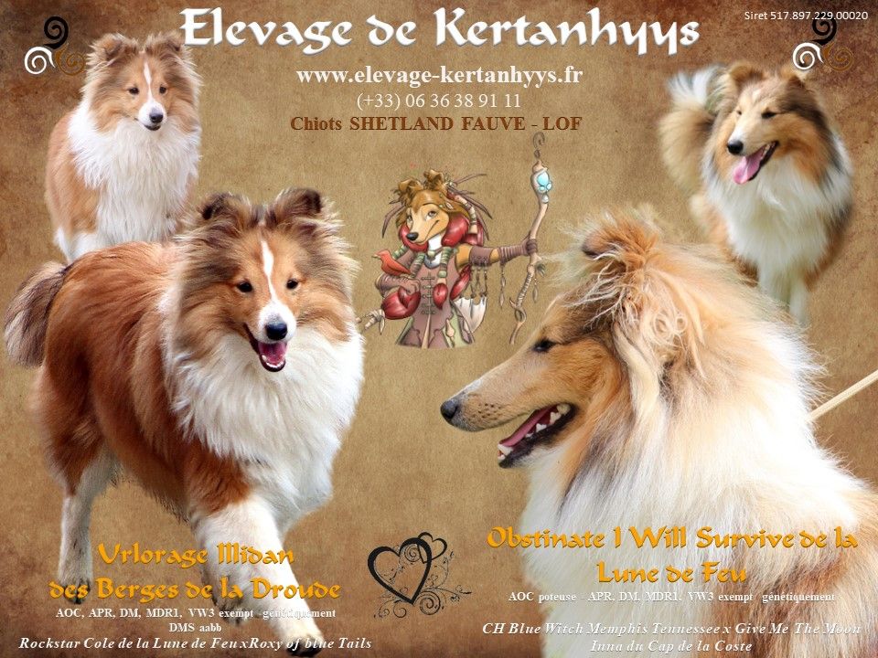 chiot Shetland Sheepdog de Kertanhyys