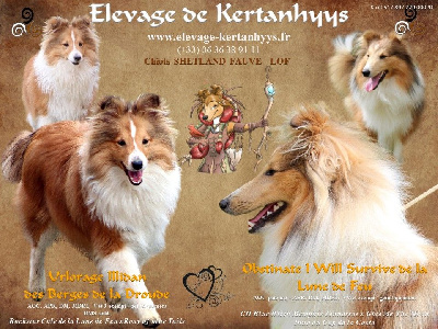 de Kertanhyys - Shetland Sheepdog - Portée née le 08/08/2024