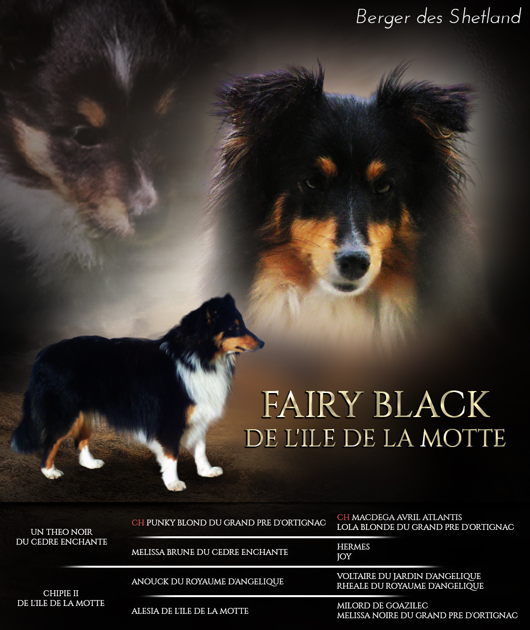 Fairy black De l'ile de la motte