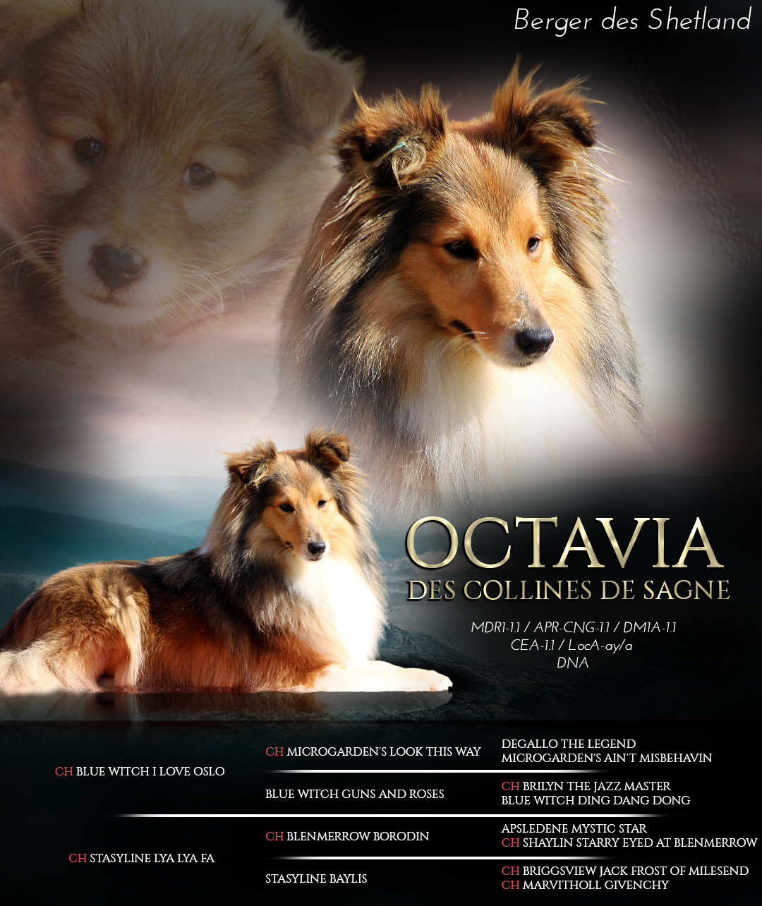 Octavia des Collines de Sagne