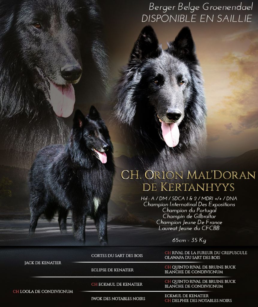 CH. Orion mal'doran de Kertanhyys