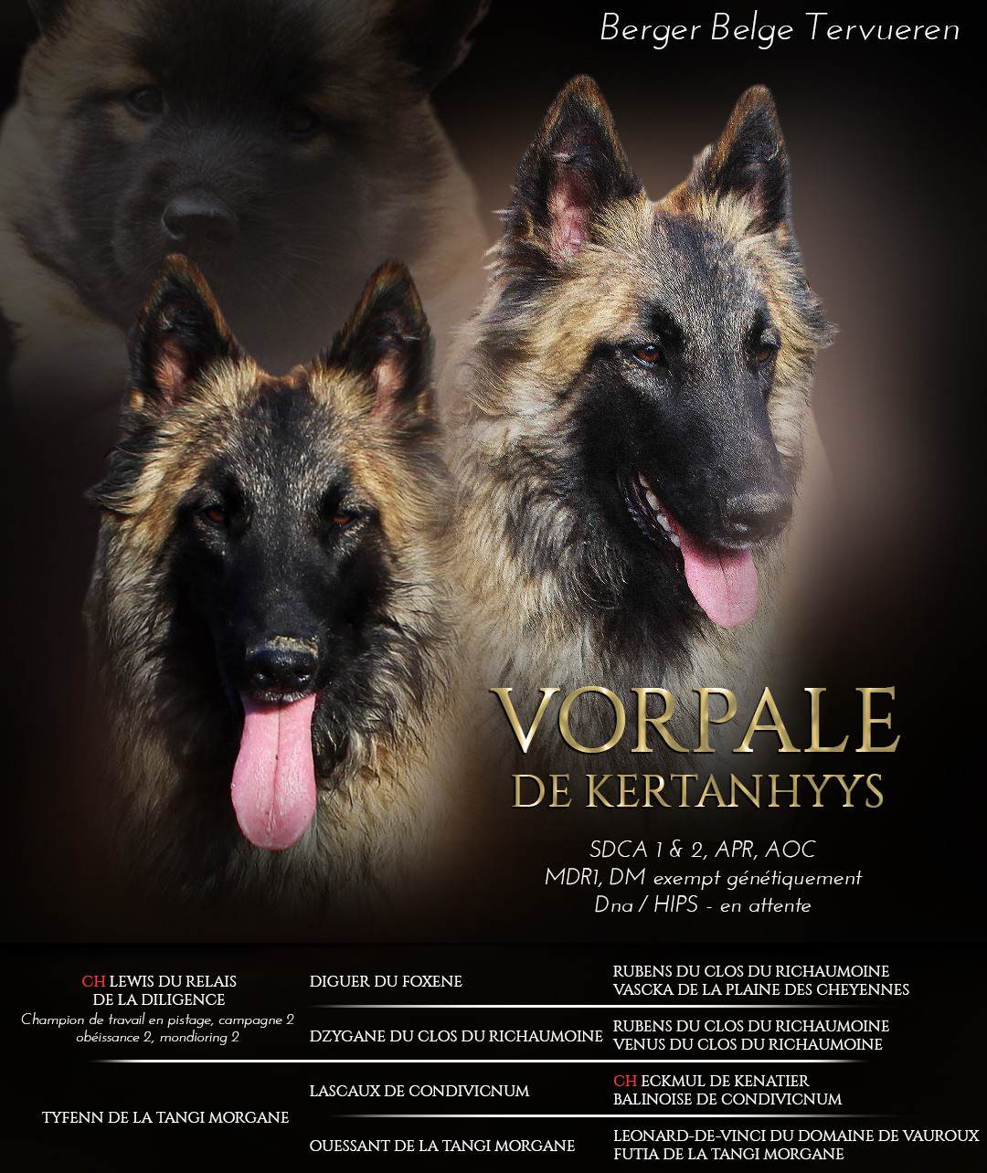 Vorpale de Kertanhyys