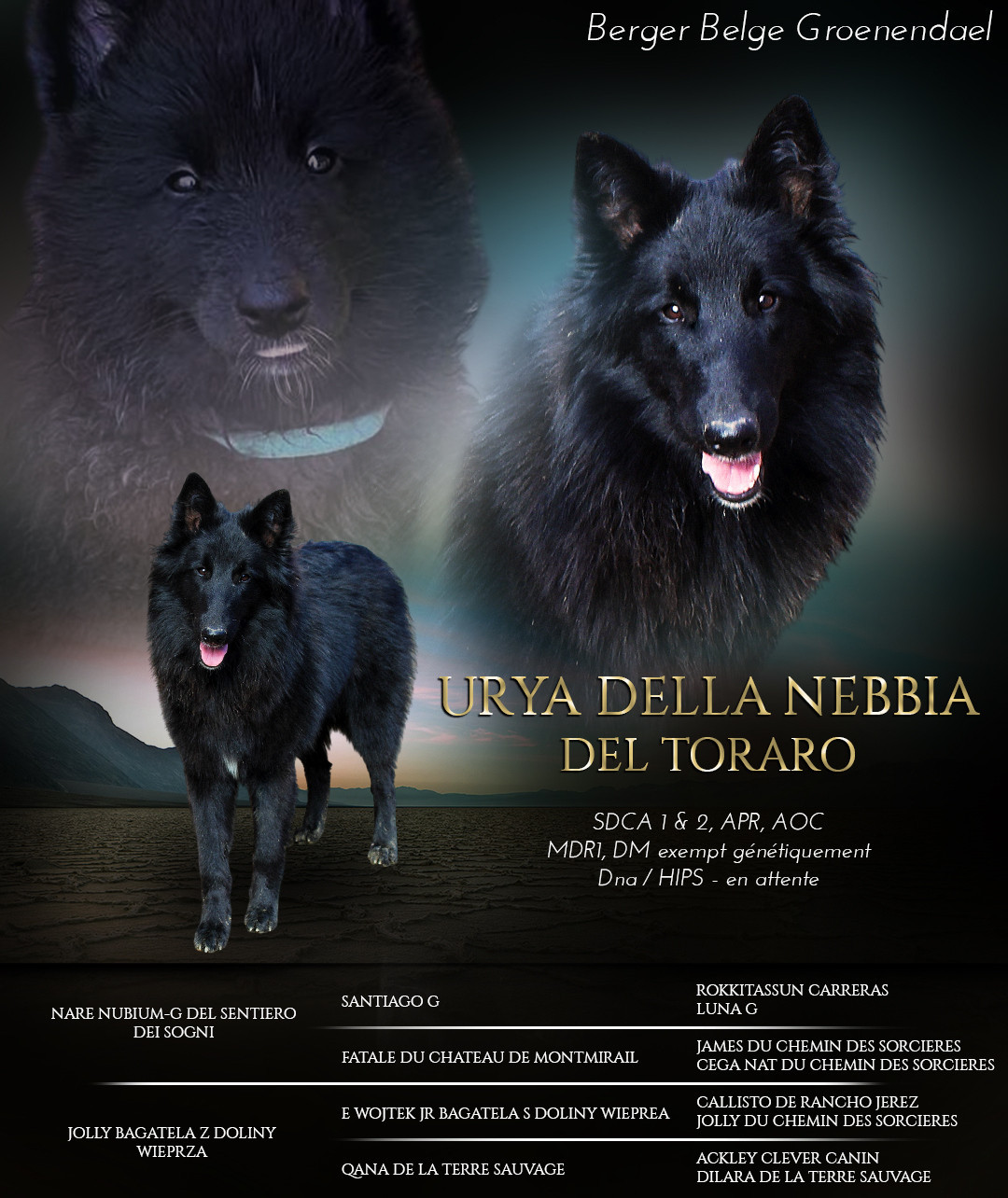 Uyra-G della nebbia del toraro