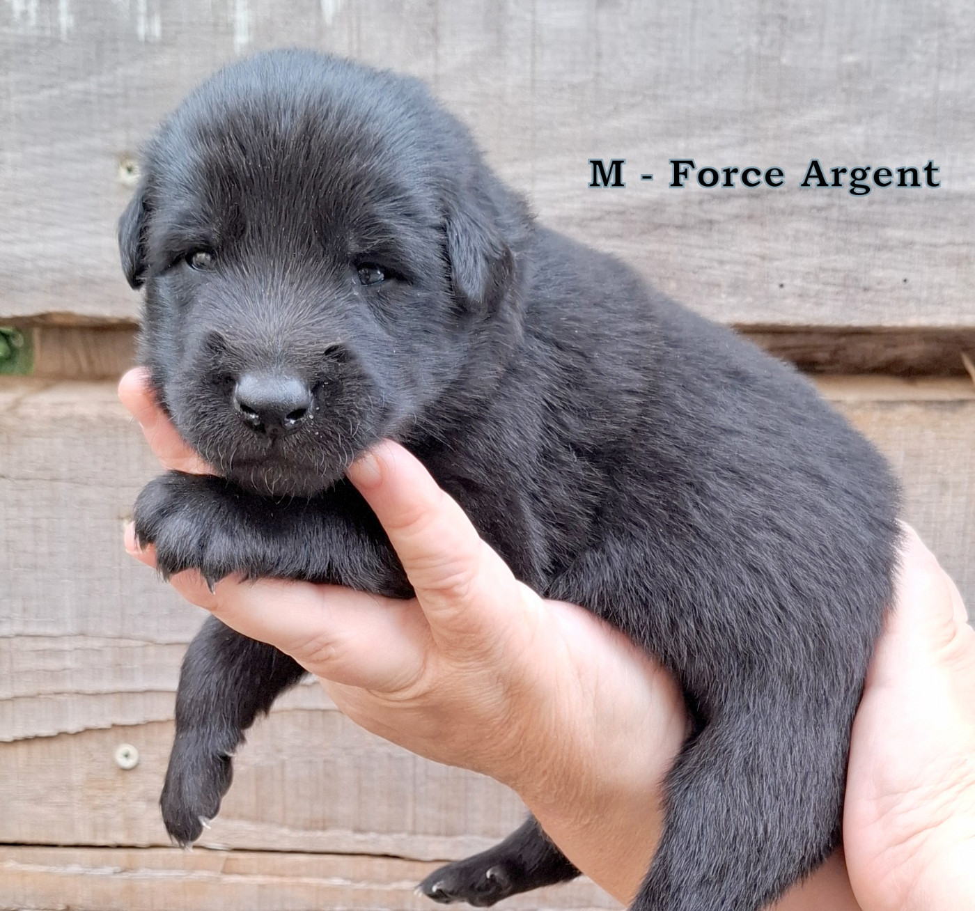 de Kertanhyys - Chiots disponibles - Berger Belge
