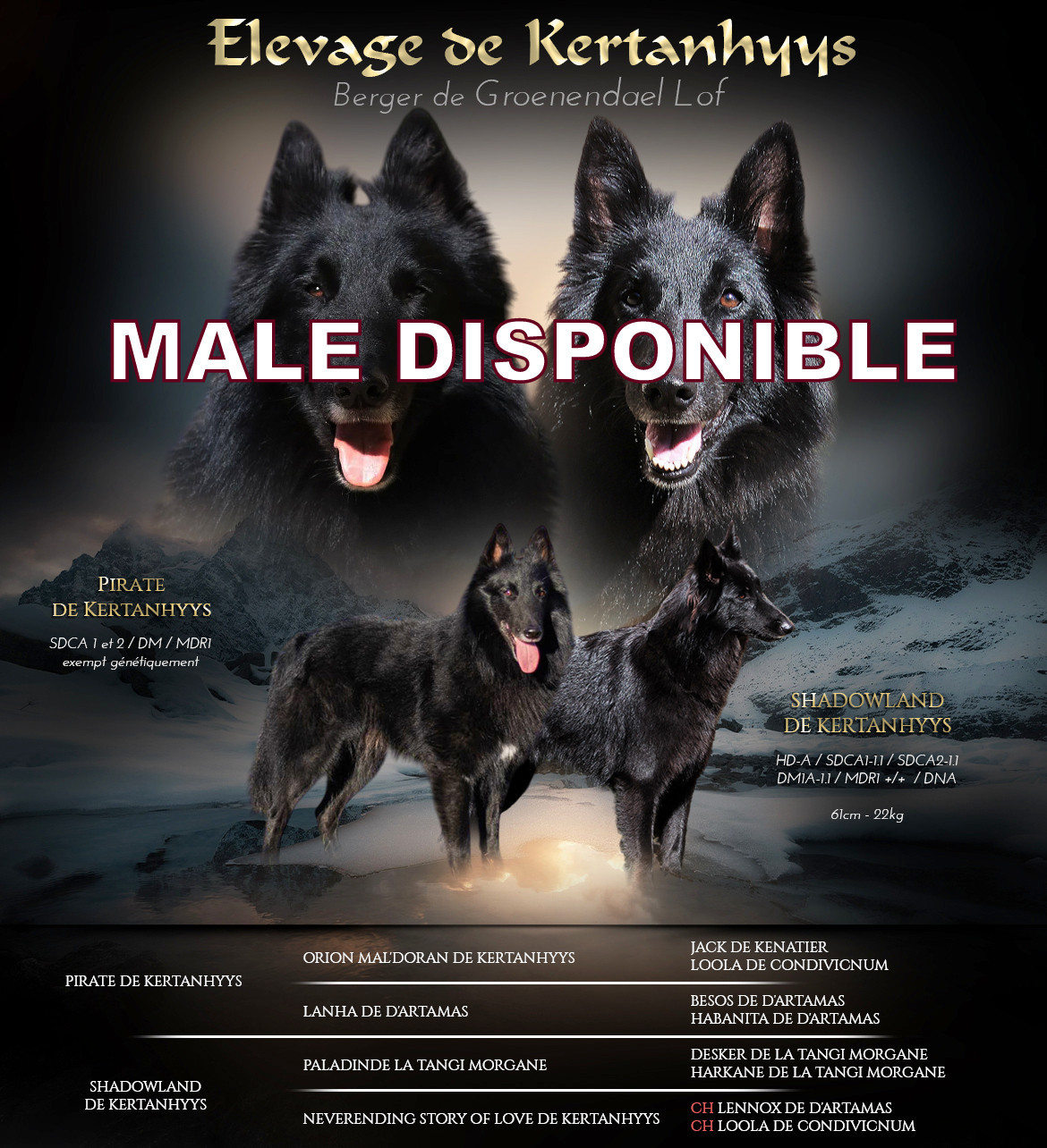 Chiot Berger Belge de Kertanhyys