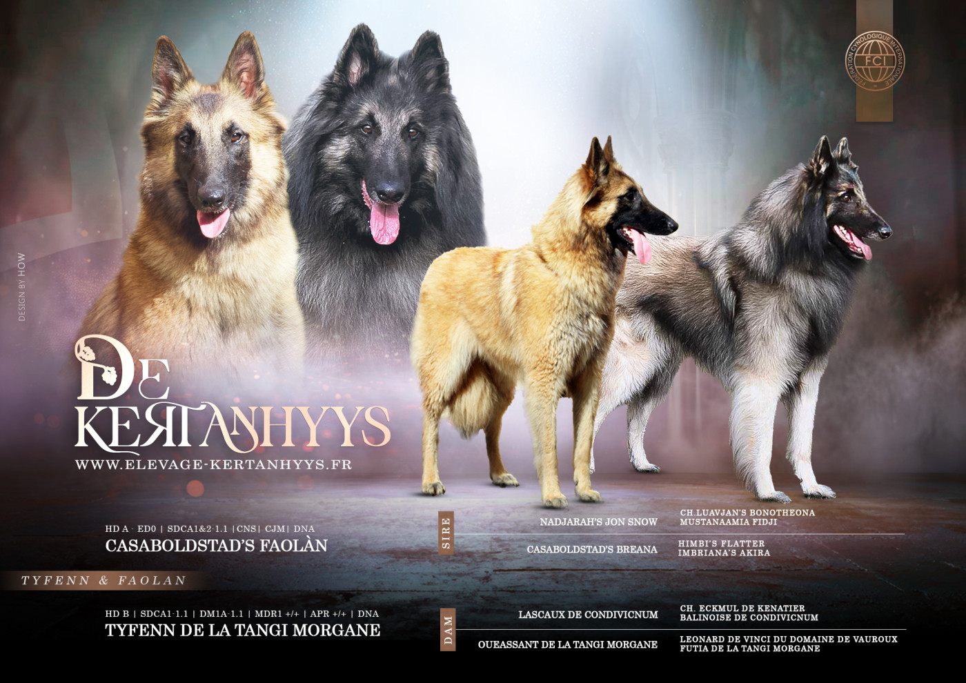 Chiot Berger Belge de Kertanhyys