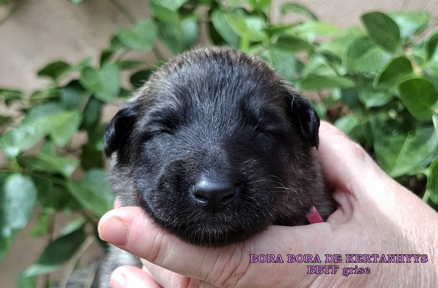 de Kertanhyys - Chiots disponibles - Berger Belge