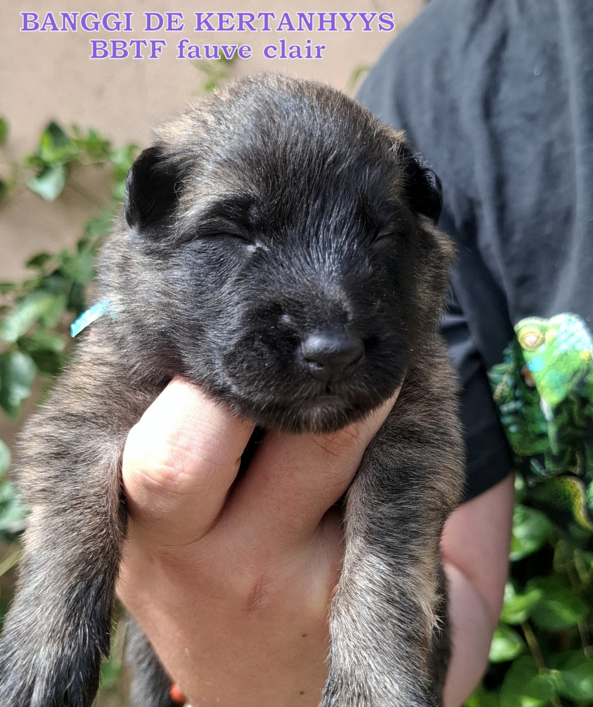 de Kertanhyys - Chiots disponibles - Berger Belge