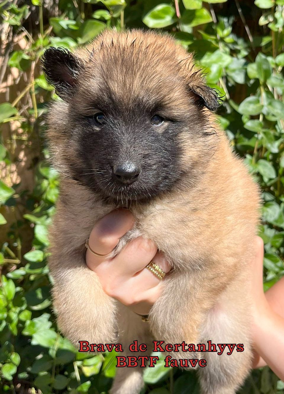 de Kertanhyys - Chiots disponibles - Berger Belge