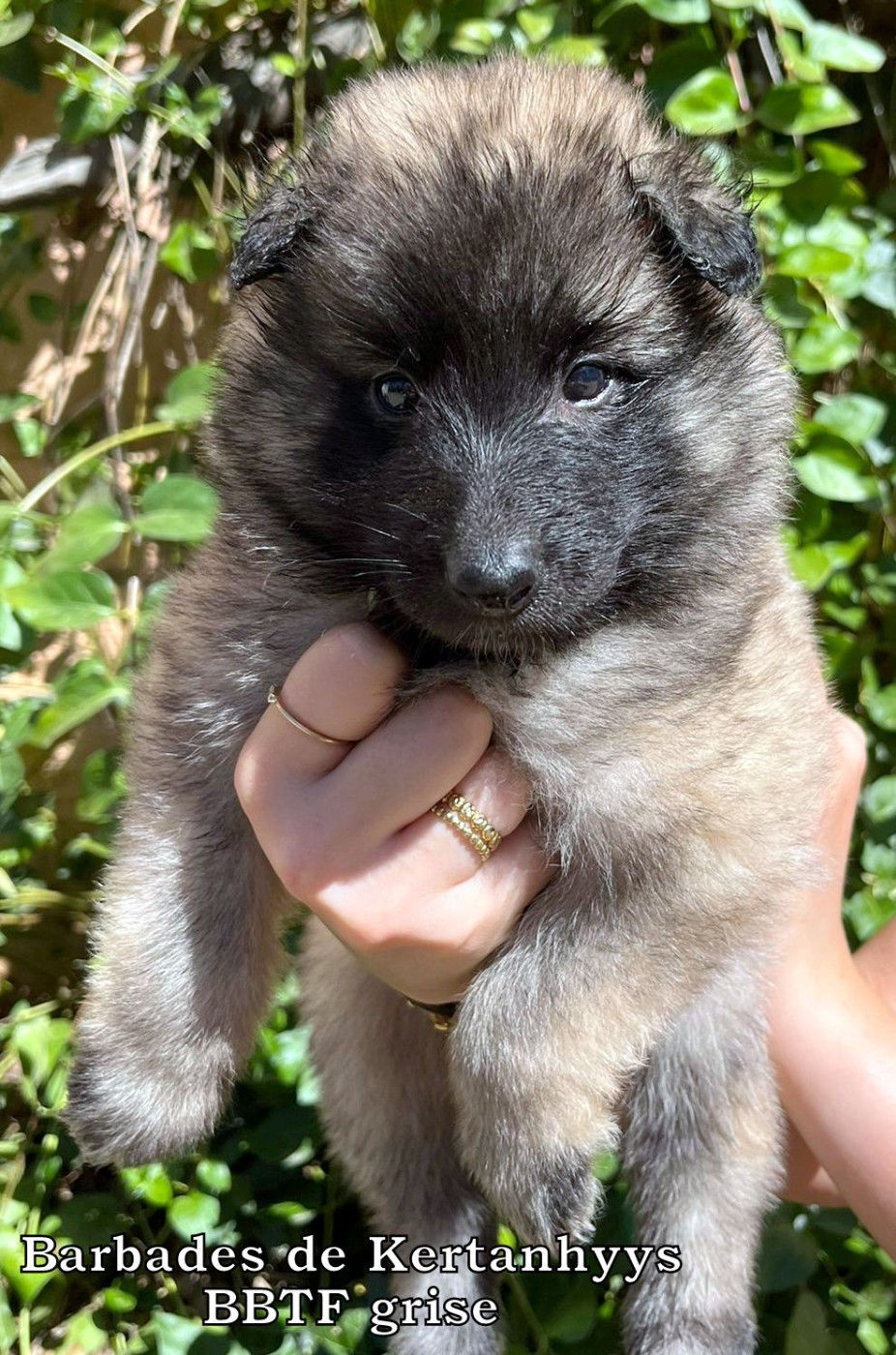 de Kertanhyys - Chiots disponibles - Berger Belge