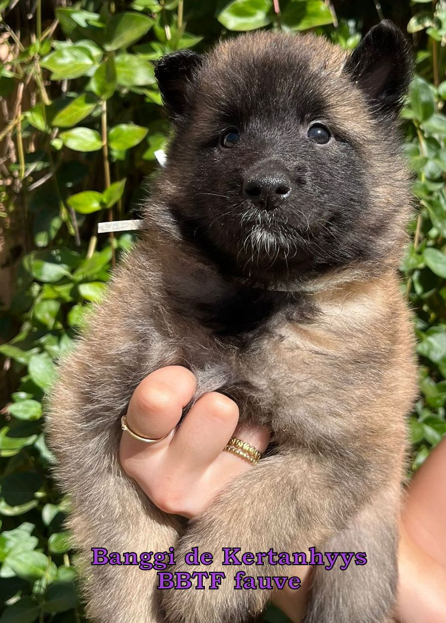 de Kertanhyys - Chiots disponibles - Berger Belge