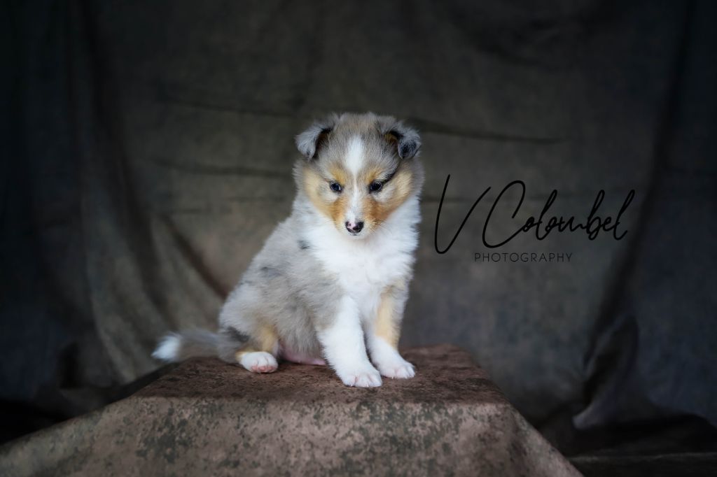 de Kertanhyys - Shetland Sheepdog - Portée née le 21/03/2025